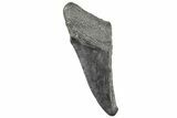 Partial, Fossil Megalodon Tooth - South Carolina #327720-1